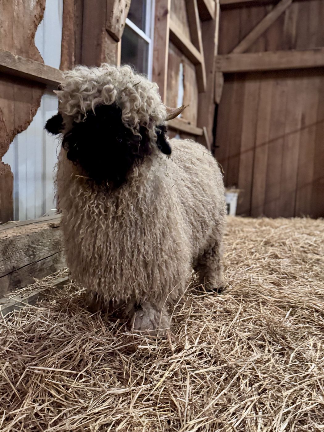 A heavily fleeced Valais Blacknose lamb standing in straw in the barn.