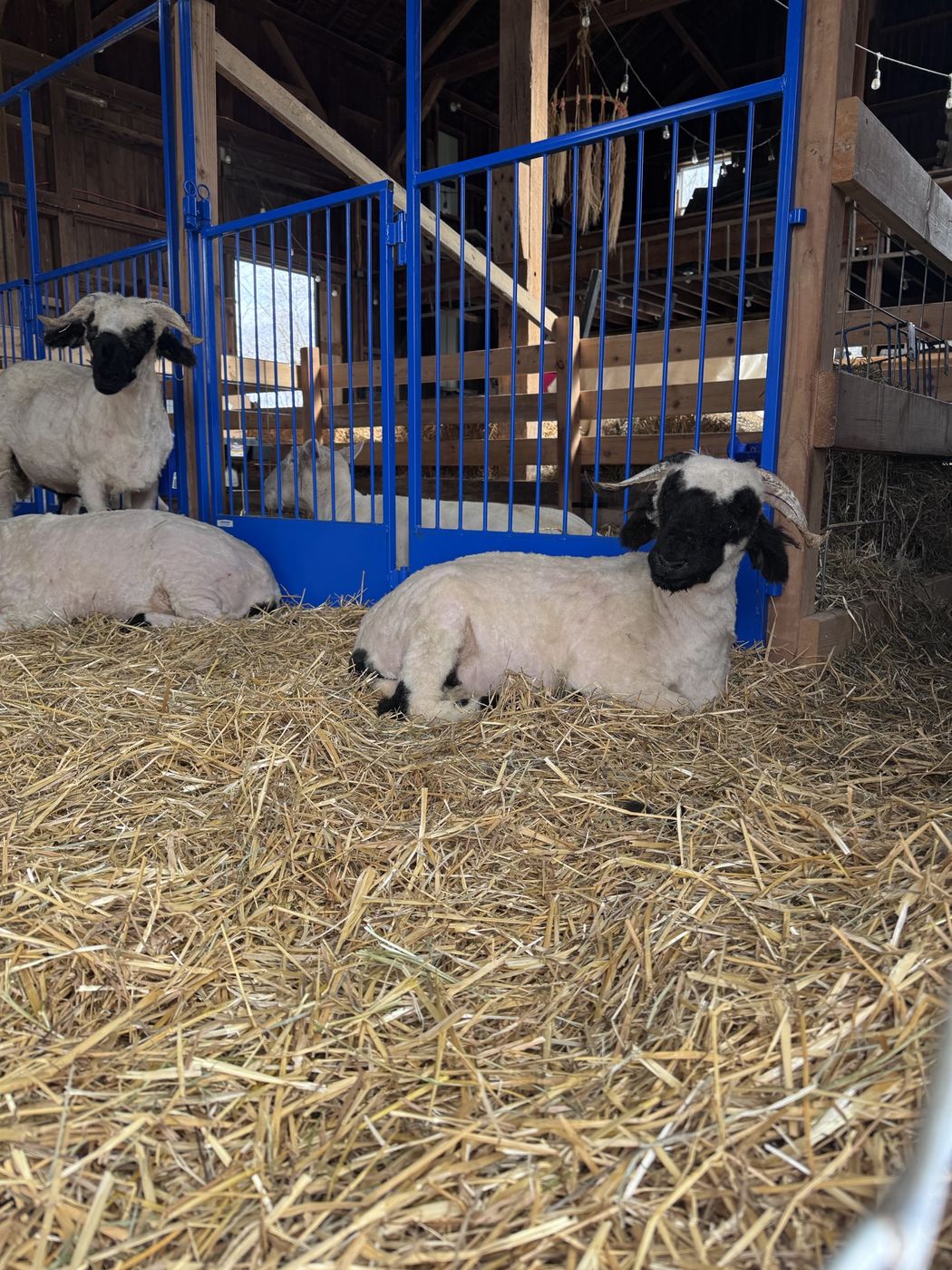 Valais Blacknose resting in deep straw inside the barn, cobalt blue stall gates behind them.