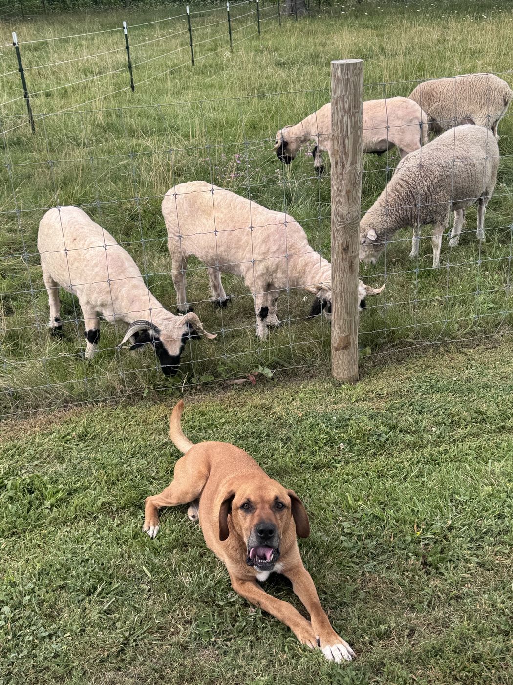 A large tan farm dog lying in the grass in front of a fence line of grazing shorn sheep.