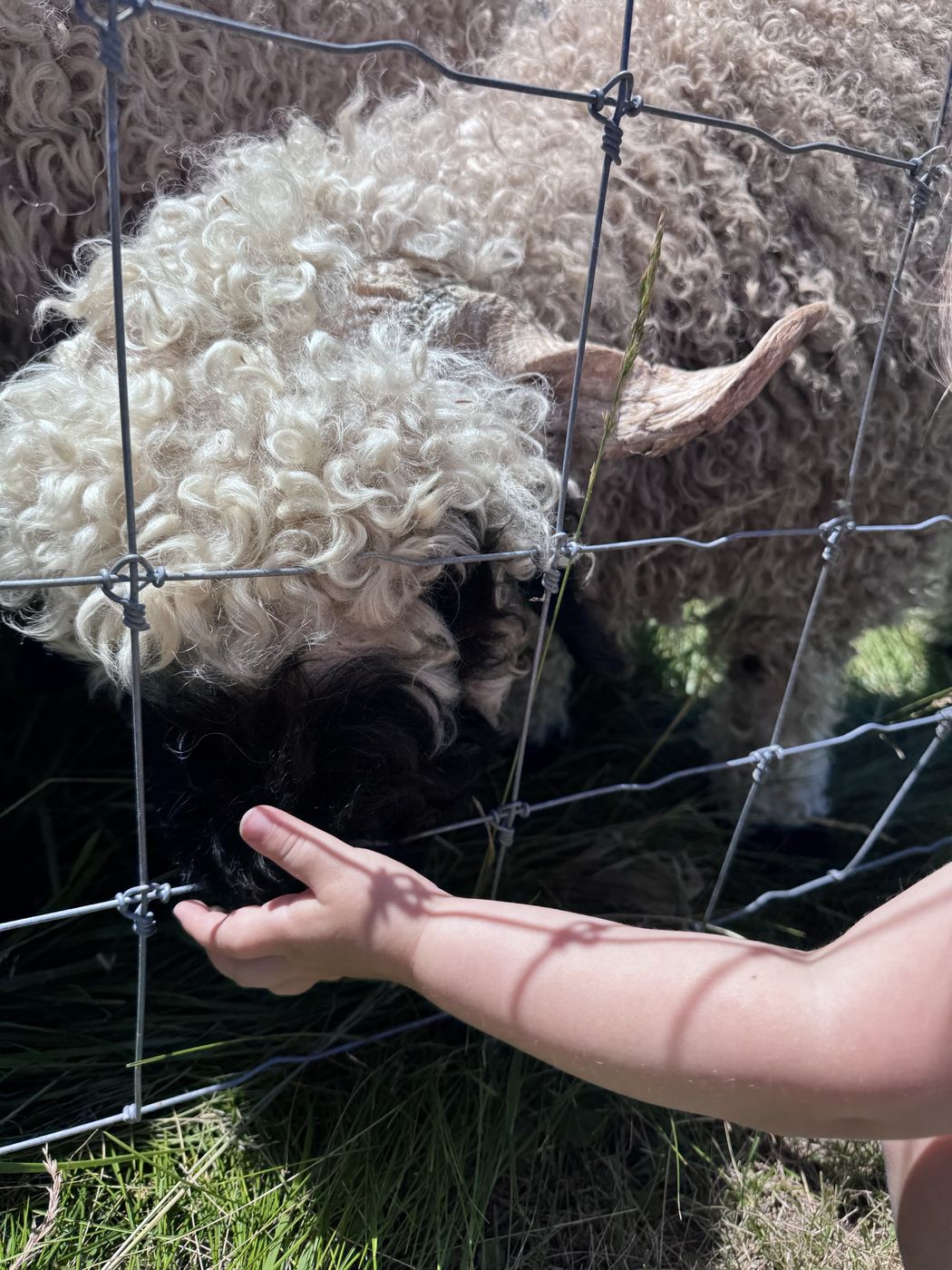 A small child's hand reaching through wire fencing to touch the black nose of a grazing Valais Blacknose.