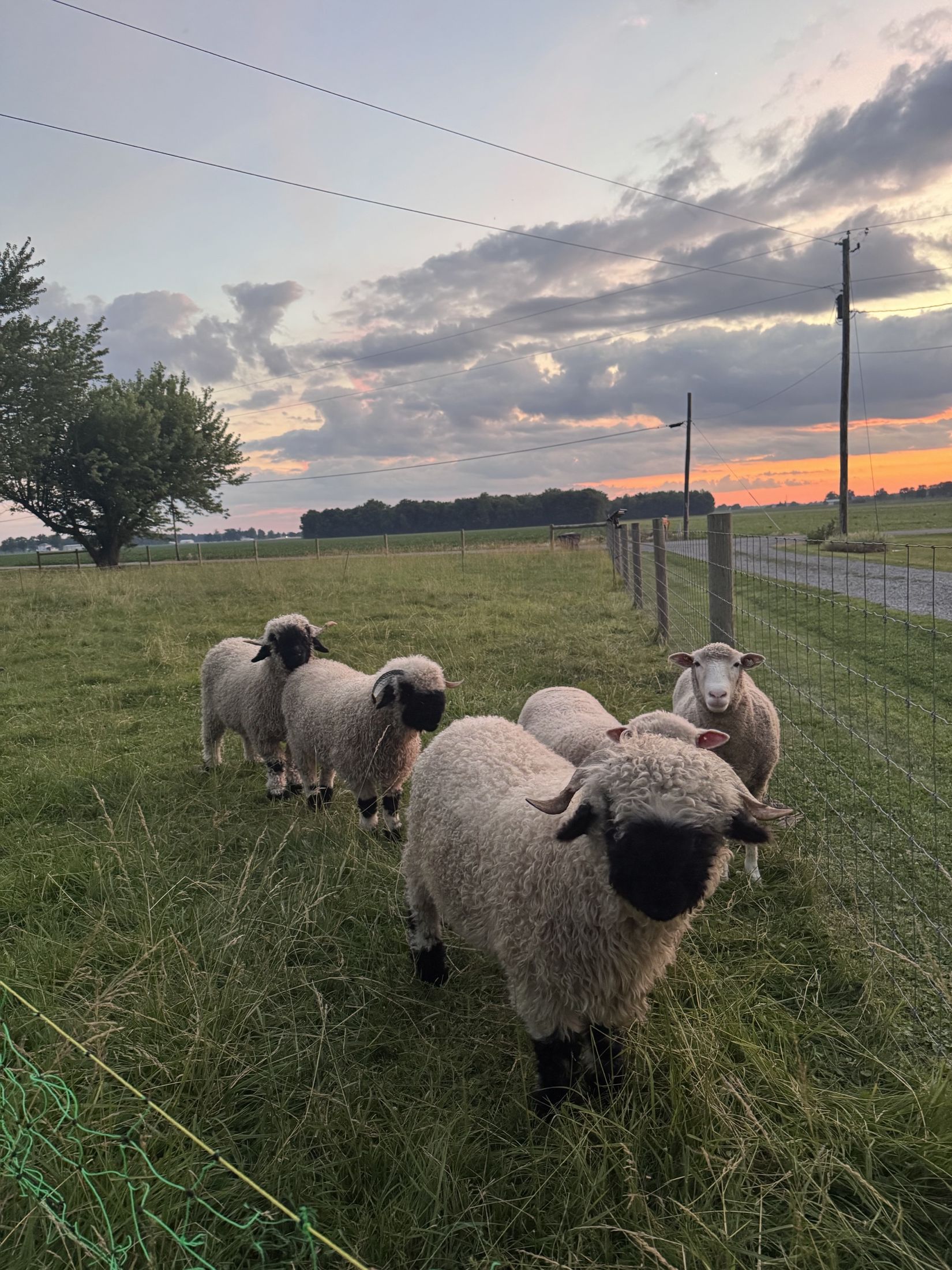 Five Valais Blacknose sheep standing in tall summer pasture at sunset, looking toward the camera.