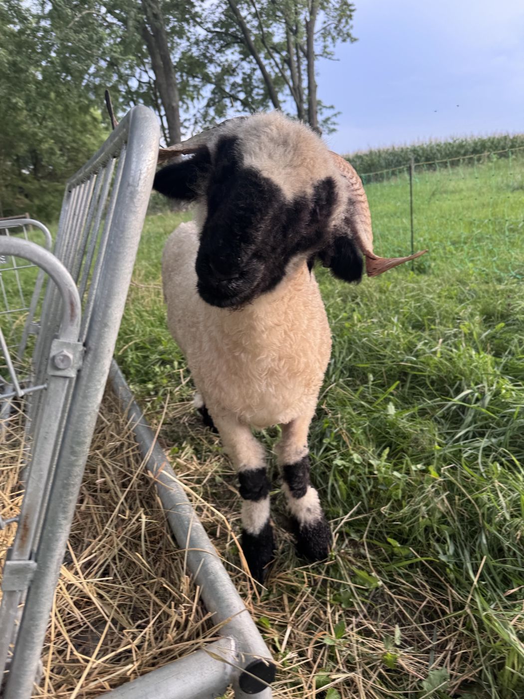A horned Valais Blacknose ram standing at a galvanized gate beside a hay feeder, corn field behind.