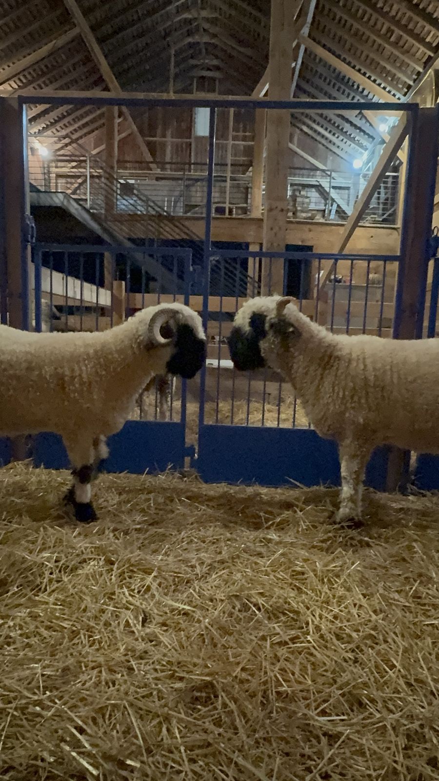 Two horned Valais Blacknose rams standing nose to nose in a straw-bedded barn pen with blue steel gates behind them.