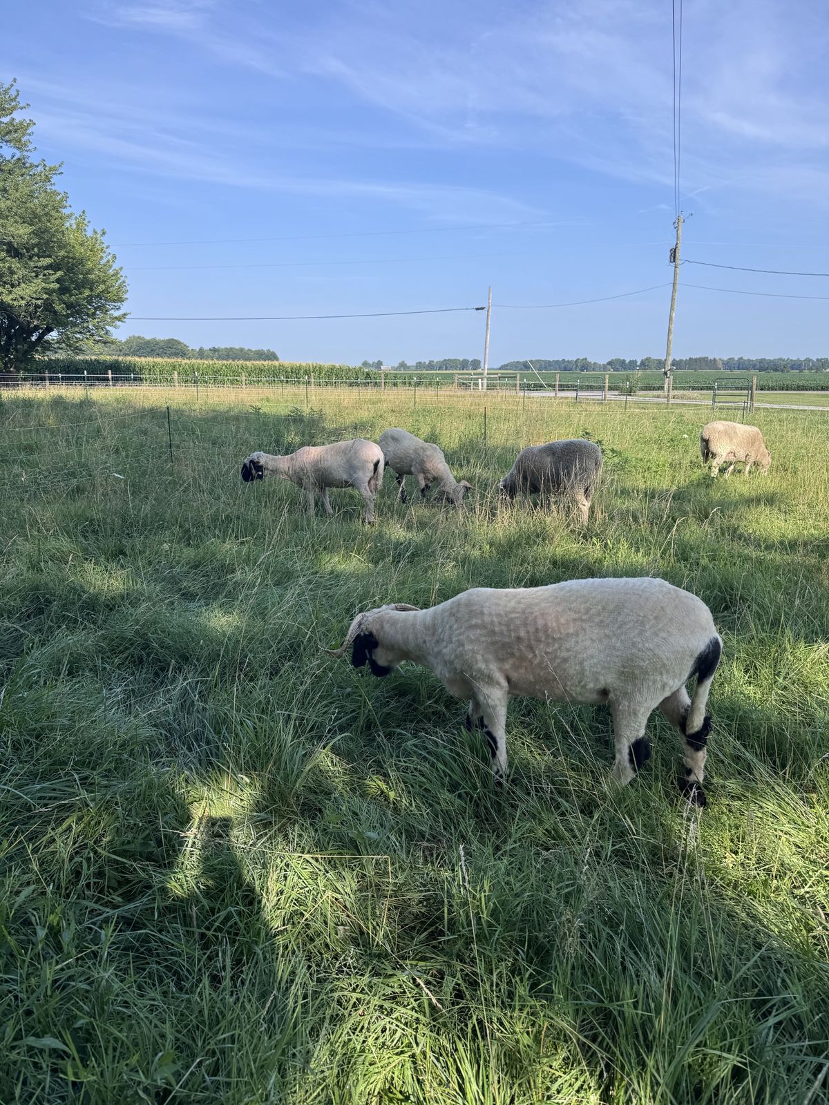 Freshly shorn Valais Blacknose grazing in a wire-fenced summer pasture with corn and a country road beyond.