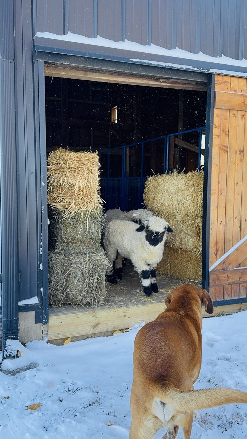 The farm dog watching a lamb in the barn doorway as snow falls.