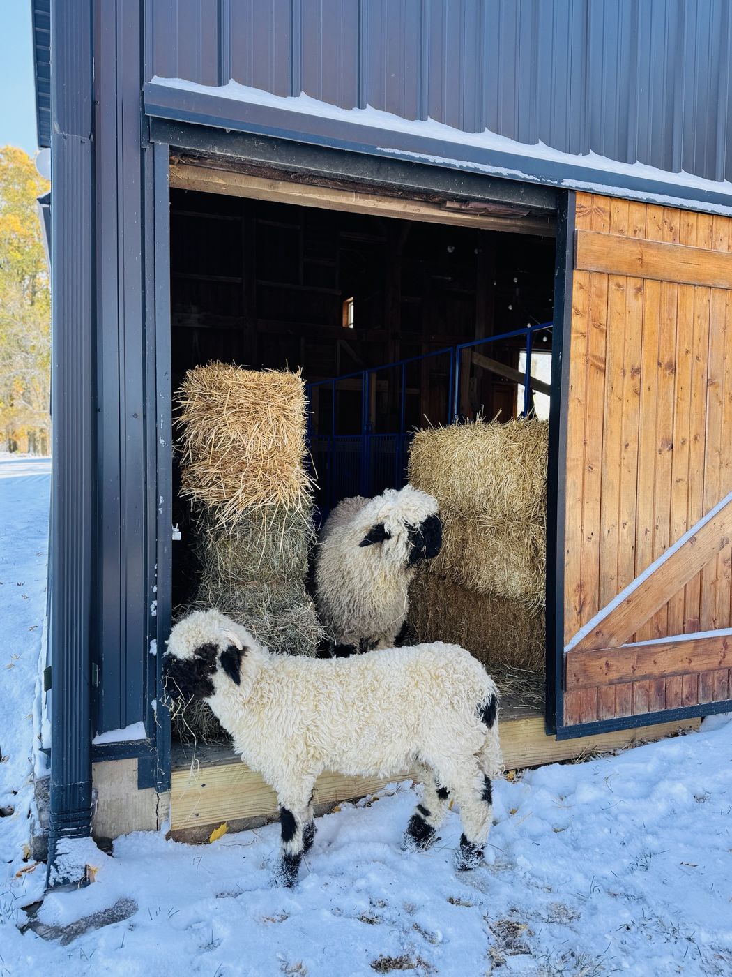 A Valais Blacknose lamb standing in fresh snow outside the open door of the barn on a bright winter morning.