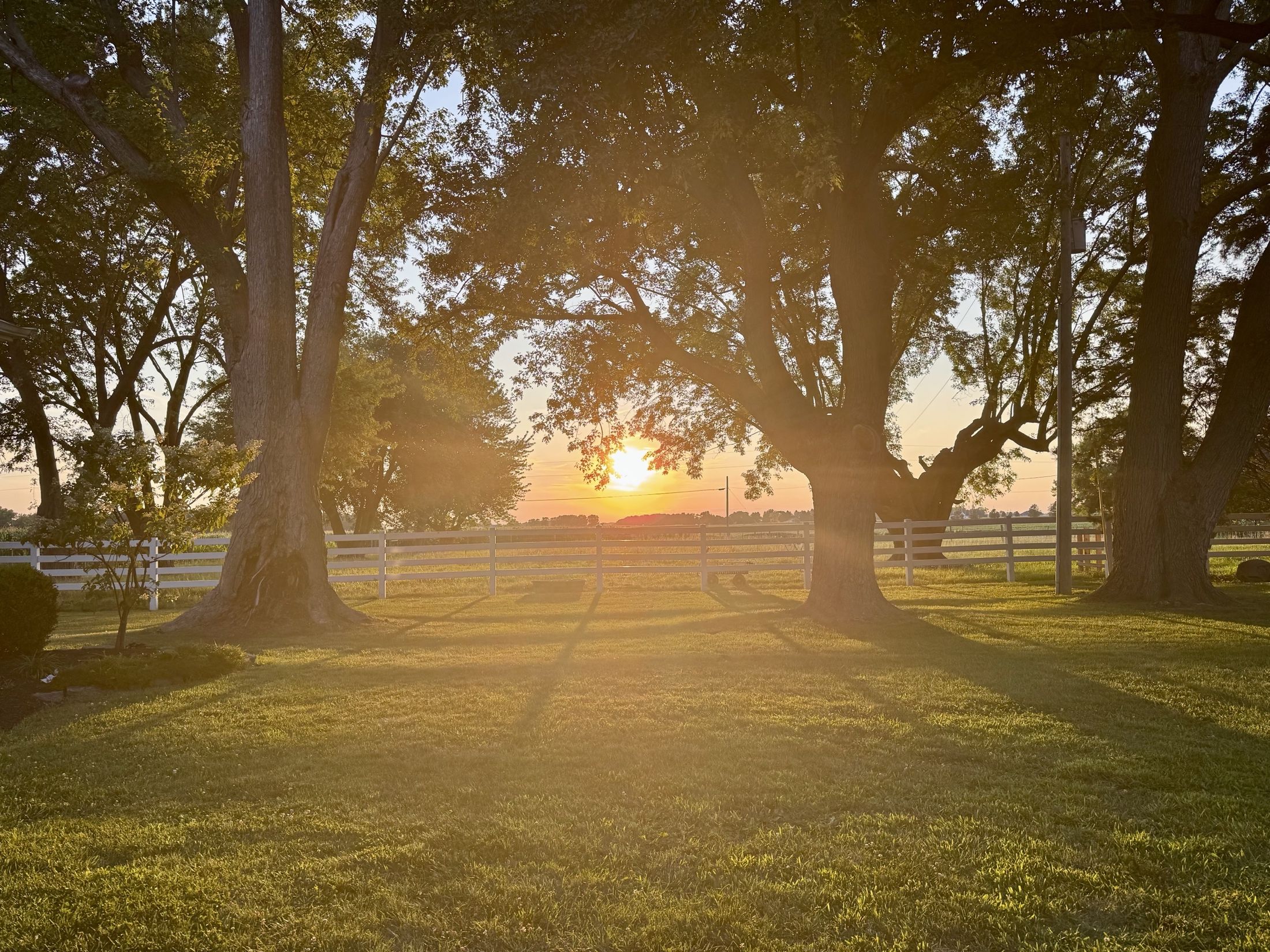 Sunrise breaking through a row of mature trees over a white board fence and open pasture.