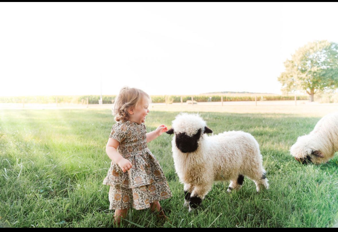 A laughing toddler in a floral dress offering something to a Valais Blacknose lamb in a summer field.
